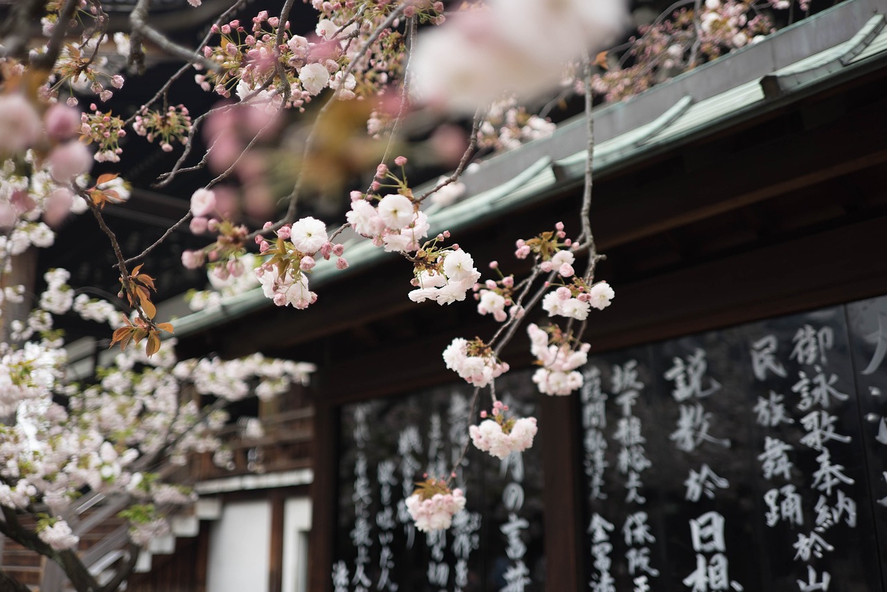 日本影视剧与日语的魅力探索